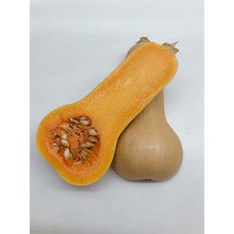 バターナッツかぼちゃの写真