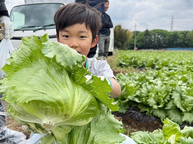 収穫したレタスを持つ子どもの写真